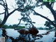 A naked woman laying in a pool of water under a tree.